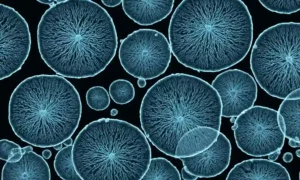 Imágenes de microscopio de esporas fúngicas creciendo en un plato Petri.